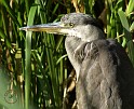 Heron